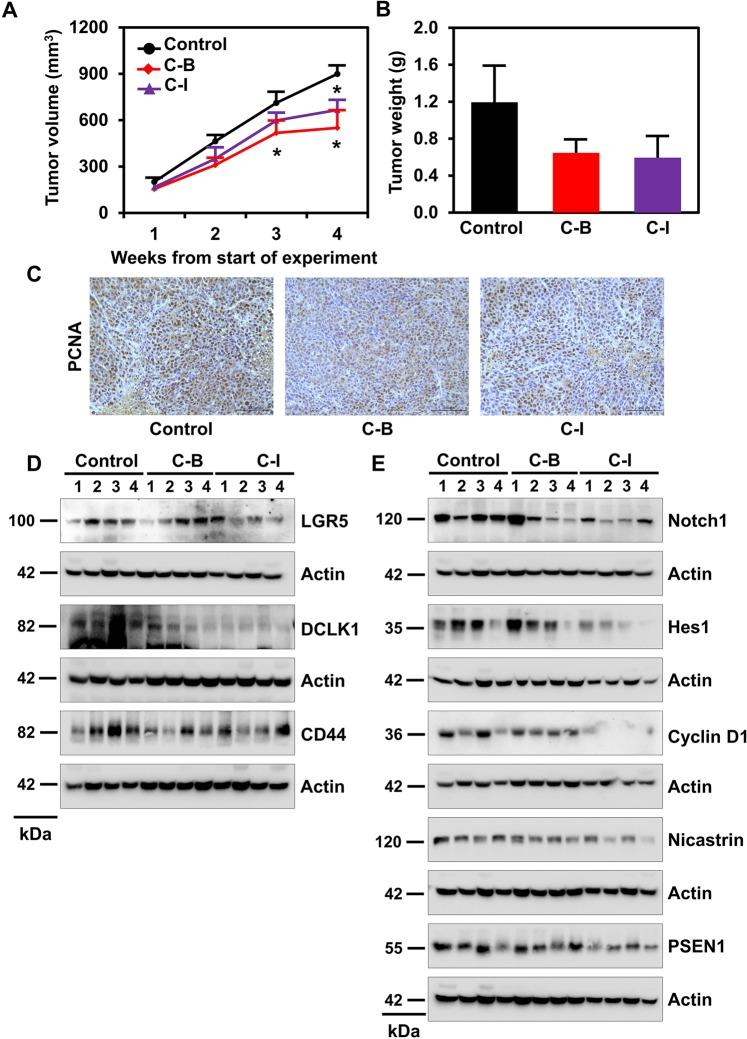 https://cdn.ncbi.nlm.nih.gov/pmc/blobs/1fe2/6987129/f34215035165/41598_2020_57940_Fig7_HTML.jpg
