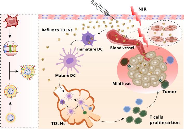 https://cdn.ncbi.nlm.nih.gov/pmc/blobs/1fe6/10521411/e3125f6636ce/12951_2023_2106_Sch1_HTML.jpg