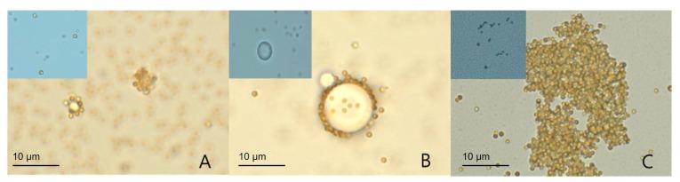 https://cdn.ncbi.nlm.nih.gov/pmc/blobs/1fe8/9496050/66ff0954a600/biosensors-12-00744-g002.jpg