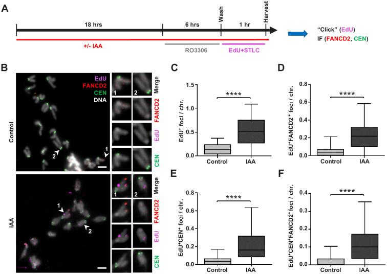 https://cdn.ncbi.nlm.nih.gov/pmc/blobs/1fea/7723410/6e57747f18da/elife-61171-fig6.jpg