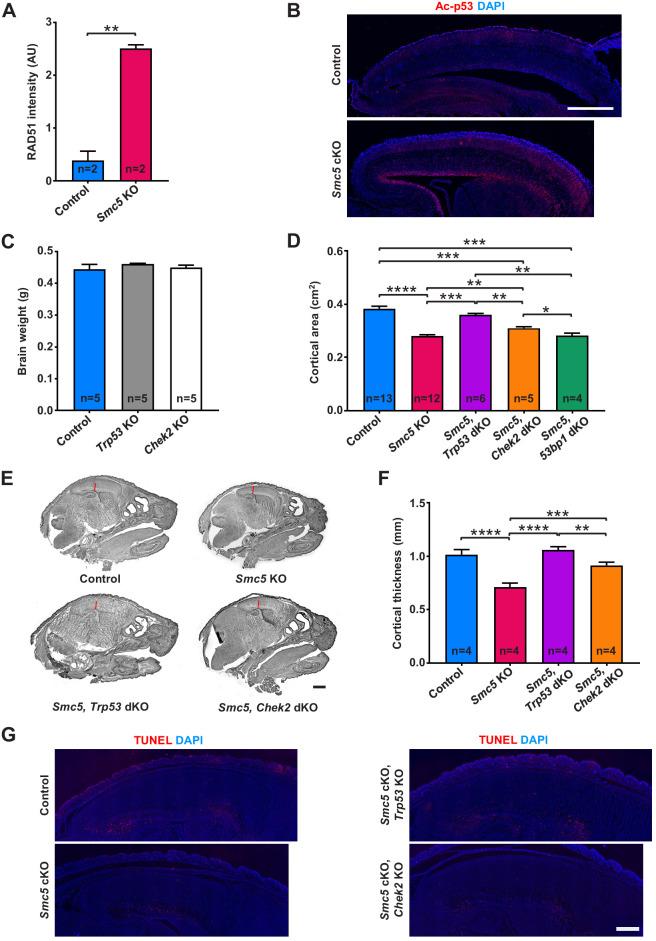 https://cdn.ncbi.nlm.nih.gov/pmc/blobs/1fea/7723410/c696ccb62449/elife-61171-fig2-figsupp1.jpg