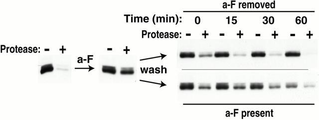 https://cdn.ncbi.nlm.nih.gov/pmc/blobs/1fed/2185590/c0956489d6a4/JCB0008056.f3.jpg