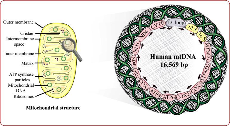 https://cdn.ncbi.nlm.nih.gov/pmc/blobs/1fed/9881096/f4c37c110a76/CN-20-824_F1.jpg