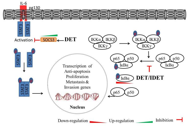 https://cdn.ncbi.nlm.nih.gov/pmc/blobs/1fef/9000713/d31d144f6036/molecules-27-02086-g005.jpg