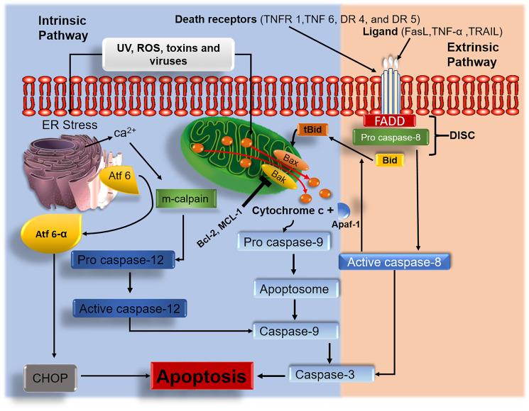 https://cdn.ncbi.nlm.nih.gov/pmc/blobs/1ff0/8351602/2b4a4cc4f476/oncotarget-12-1615-g001.jpg