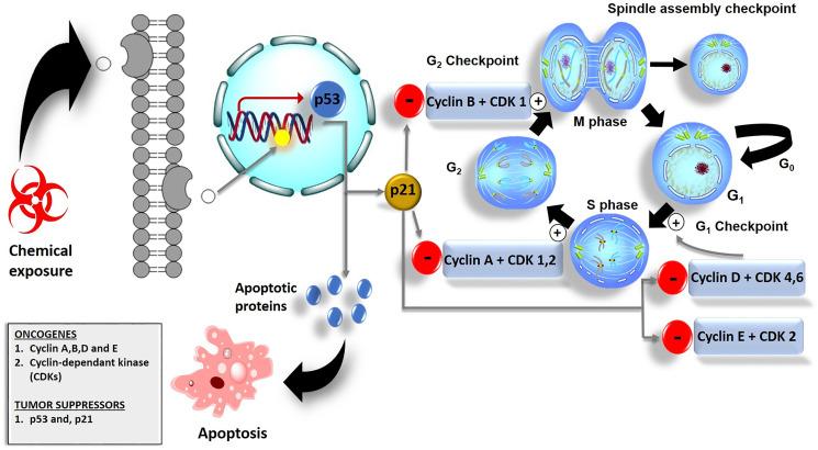 https://cdn.ncbi.nlm.nih.gov/pmc/blobs/1ff0/8351602/9cb69419f366/oncotarget-12-1615-g004.jpg