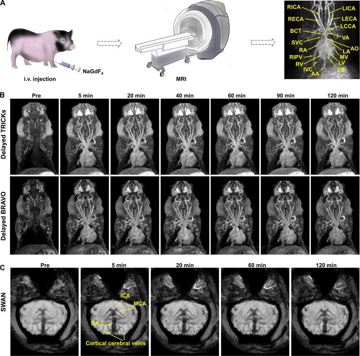 https://cdn.ncbi.nlm.nih.gov/pmc/blobs/1ff5/11451532/ca0631e5c0b7/sciadv.adq4082-f6.jpg