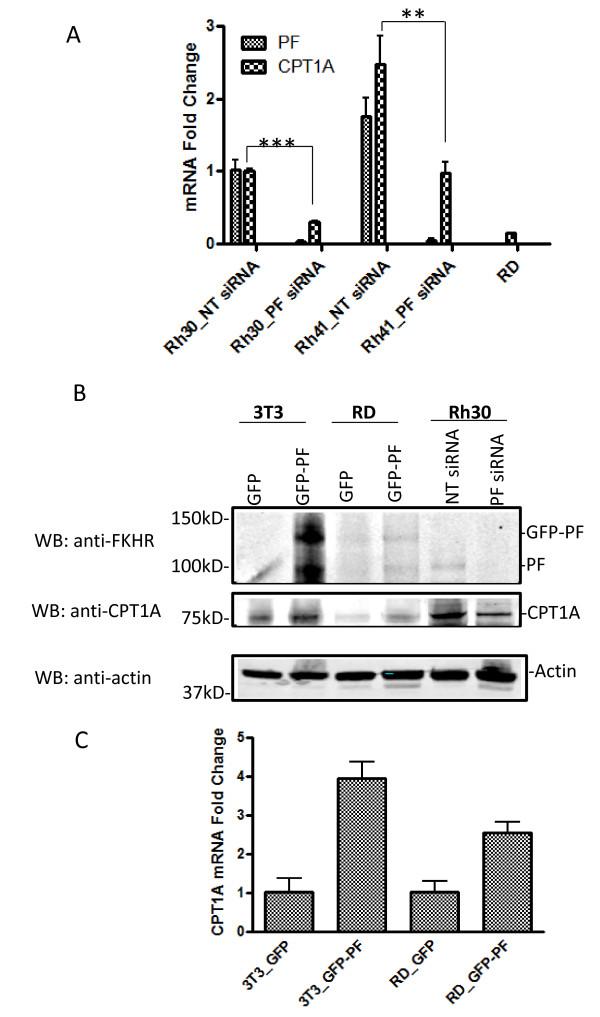 https://cdn.ncbi.nlm.nih.gov/pmc/blobs/1ff7/3453510/699164eec4df/1471-2407-12-154-3.jpg