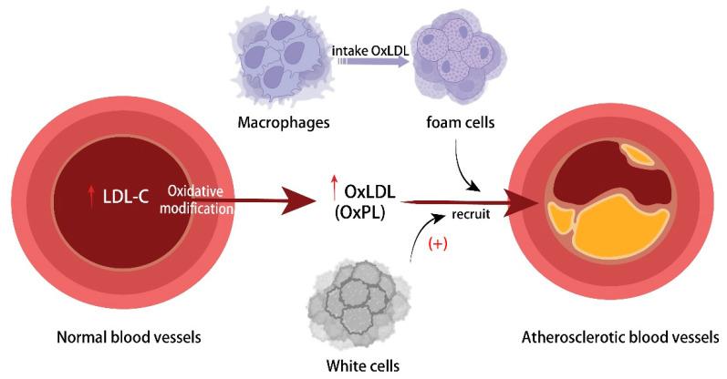 https://cdn.ncbi.nlm.nih.gov/pmc/blobs/1ffa/11312913/abe11bf0a1a4/ijms-25-08465-g001.jpg