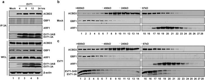 https://cdn.ncbi.nlm.nih.gov/pmc/blobs/1ffa/5356004/28c7bfb1dcbf/srep44592-f7.jpg