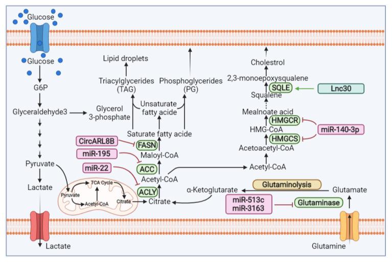 https://cdn.ncbi.nlm.nih.gov/pmc/blobs/1ffc/9563138/54ebf3bba2c5/cells-11-02973-g002.jpg