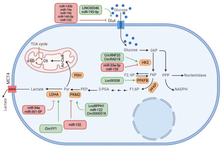 https://cdn.ncbi.nlm.nih.gov/pmc/blobs/1ffc/9563138/df08099d970f/cells-11-02973-g001.jpg