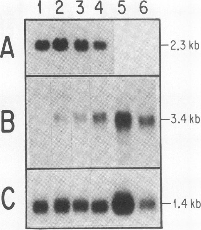 https://cdn.ncbi.nlm.nih.gov/pmc/blobs/2000/364399/5ffb7982b3b7/molcellb00027-0386-a.jpg