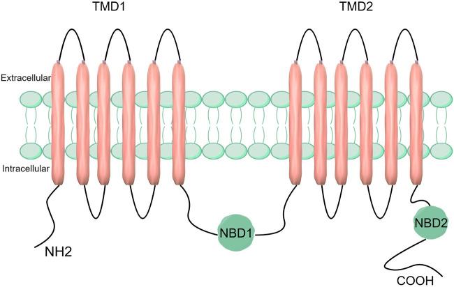https://cdn.ncbi.nlm.nih.gov/pmc/blobs/2003/11573773/1f7ce3ab84da/fcell-12-1446418-g001.jpg