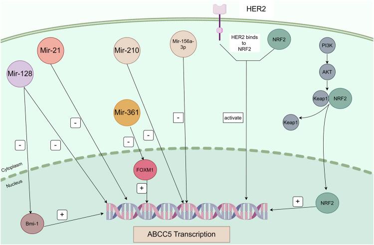 https://cdn.ncbi.nlm.nih.gov/pmc/blobs/2003/11573773/e5ad41c0bf9b/fcell-12-1446418-g003.jpg