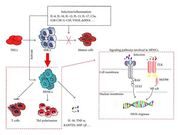 https://cdn.ncbi.nlm.nih.gov/pmc/blobs/2007/4065675/73784fe41b60/BMRI2014-598654.001.jpg
