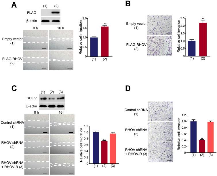 https://cdn.ncbi.nlm.nih.gov/pmc/blobs/200b/8315012/1bf17bfb985f/ijbsv17p2622g004.jpg