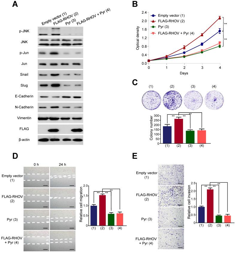 https://cdn.ncbi.nlm.nih.gov/pmc/blobs/200b/8315012/612b3f2fd2e0/ijbsv17p2622g005.jpg