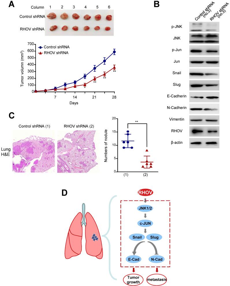 https://cdn.ncbi.nlm.nih.gov/pmc/blobs/200b/8315012/f948de210e3d/ijbsv17p2622g006.jpg