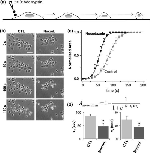 https://cdn.ncbi.nlm.nih.gov/pmc/blobs/2012/3018270/e7a1c3bcdf98/12195_2009_57_Fig1_HTML.jpg