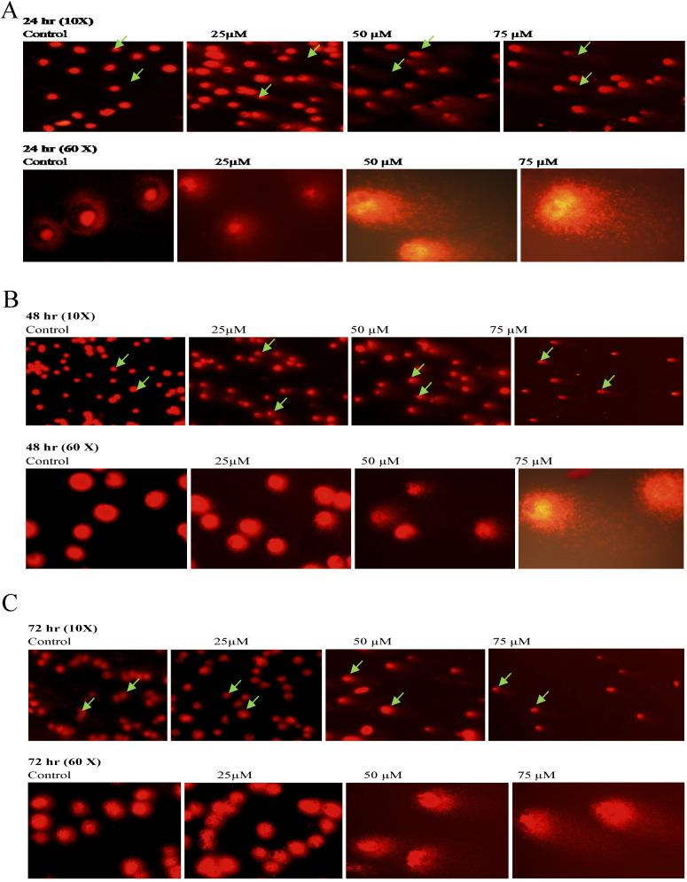 https://cdn.ncbi.nlm.nih.gov/pmc/blobs/2014/7778552/20834807e4ca/jcav12p0652g018.jpg
