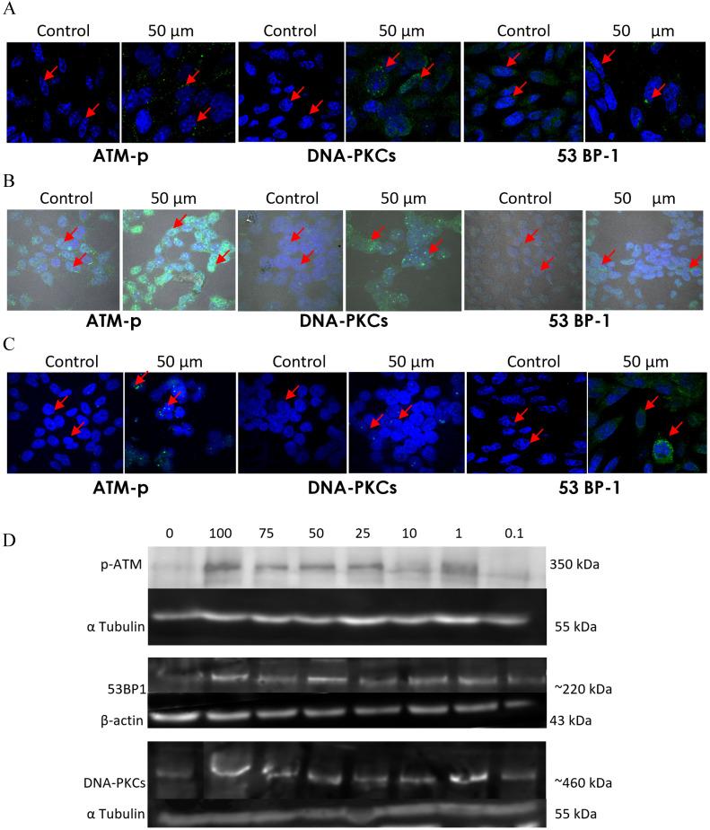 https://cdn.ncbi.nlm.nih.gov/pmc/blobs/2014/7778552/c538d2fd5496/jcav12p0652g022.jpg