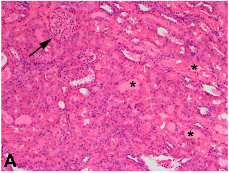 https://cdn.ncbi.nlm.nih.gov/pmc/blobs/2016/5454951/987595f52372/ijms-18-01039-g002a.jpg