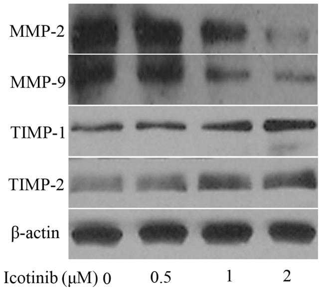 https://cdn.ncbi.nlm.nih.gov/pmc/blobs/2017/4114659/fcb6dfd579d9/OL-08-03-1295-g02.jpg