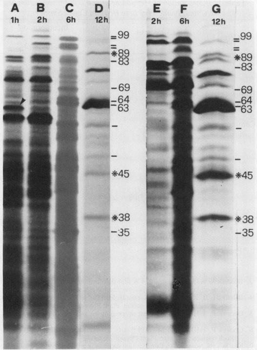 https://cdn.ncbi.nlm.nih.gov/pmc/blobs/2018/1056782/67e5fa0e1ead/plntphys00617-0429-a.jpg