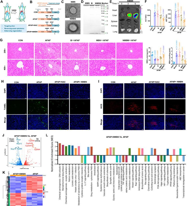 https://cdn.ncbi.nlm.nih.gov/pmc/blobs/2018/10883031/a6074f93d0e1/nn4c00173_0008.jpg