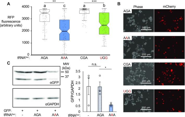 https://cdn.ncbi.nlm.nih.gov/pmc/blobs/2018/8599886/61f7bd3d71e5/gkab898fig2.jpg