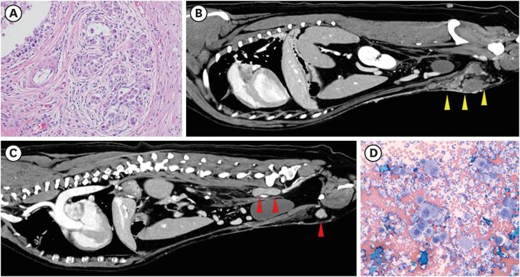 https://cdn.ncbi.nlm.nih.gov/pmc/blobs/201a/9981990/fced8424cf8b/jbc-26-1-g002.jpg
