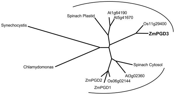 https://cdn.ncbi.nlm.nih.gov/pmc/blobs/201b/1878487/20c63dada9df/1471-2164-8-116-5.jpg