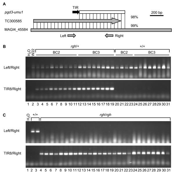 https://cdn.ncbi.nlm.nih.gov/pmc/blobs/201b/1878487/7e8fe154bae1/1471-2164-8-116-3.jpg
