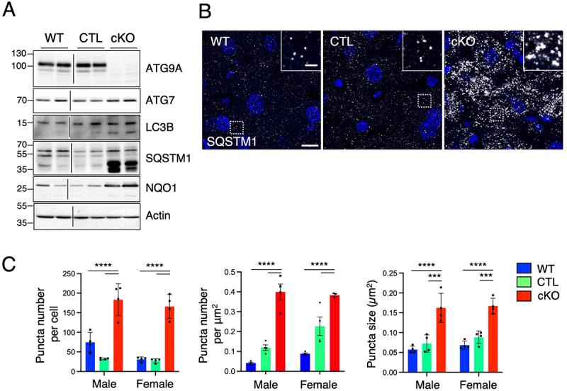 https://cdn.ncbi.nlm.nih.gov/pmc/blobs/201c/12408054/0d6aa7178567/KAUO_A_2551028_F0003_OC.jpg