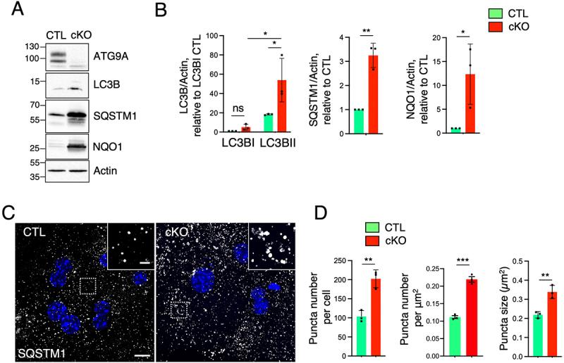 https://cdn.ncbi.nlm.nih.gov/pmc/blobs/201c/12408054/3d3b33231677/KAUO_A_2551028_F0004_OC.jpg