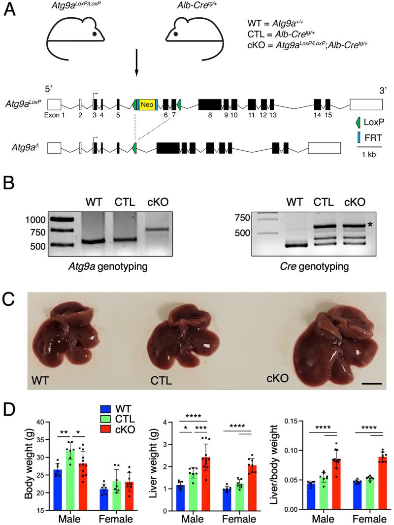 https://cdn.ncbi.nlm.nih.gov/pmc/blobs/201c/12408054/4117ee6a7932/KAUO_A_2551028_F0001_OC.jpg