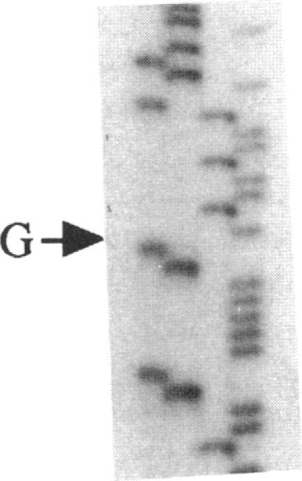 https://cdn.ncbi.nlm.nih.gov/pmc/blobs/201e/288397/a56718d9b2bf/jcinvest00043-0109-f.jpg