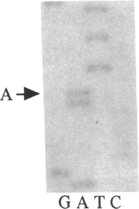 https://cdn.ncbi.nlm.nih.gov/pmc/blobs/201e/288397/a5e51b267f49/jcinvest00043-0109-e.jpg