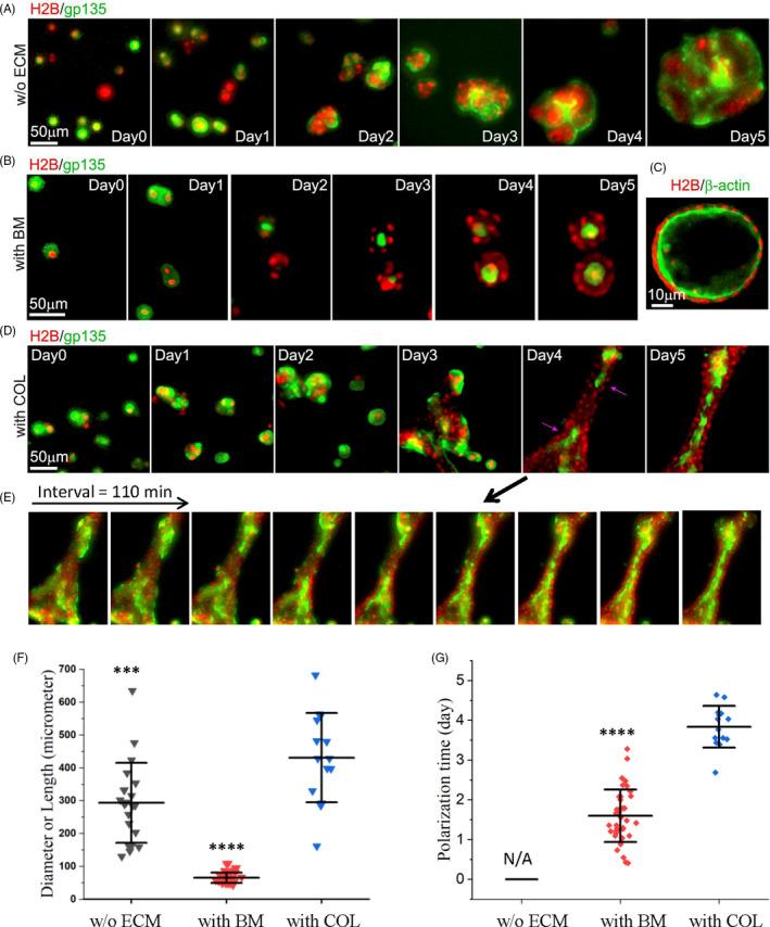 https://cdn.ncbi.nlm.nih.gov/pmc/blobs/201f/8016639/235af3cd7a6b/CPR-54-e13014-g006.jpg