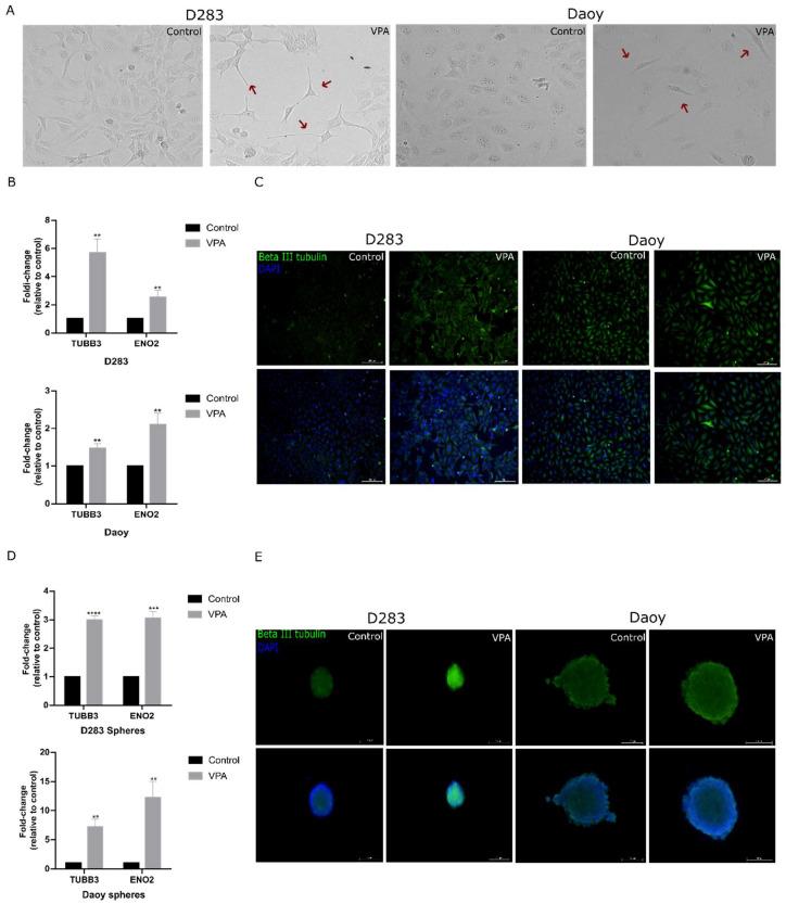 https://cdn.ncbi.nlm.nih.gov/pmc/blobs/2021/11763699/7ebf78a86246/cells-14-00072-g005.jpg