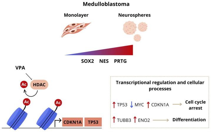 https://cdn.ncbi.nlm.nih.gov/pmc/blobs/2021/11763699/d9bea2a330c3/cells-14-00072-g006.jpg