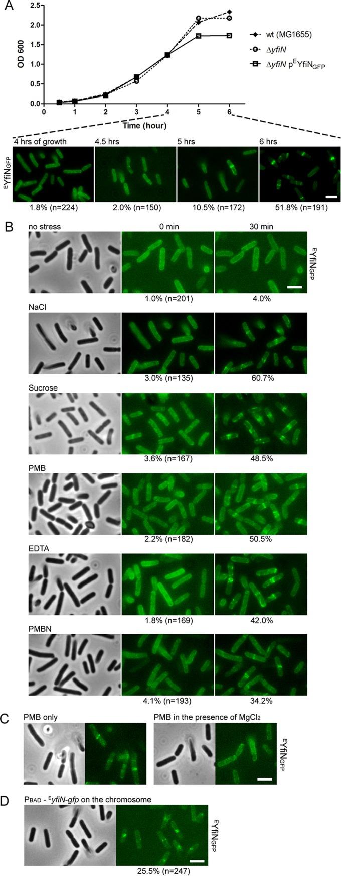 https://cdn.ncbi.nlm.nih.gov/pmc/blobs/2026/4992967/25580374ed06/mbo0041629240003.jpg