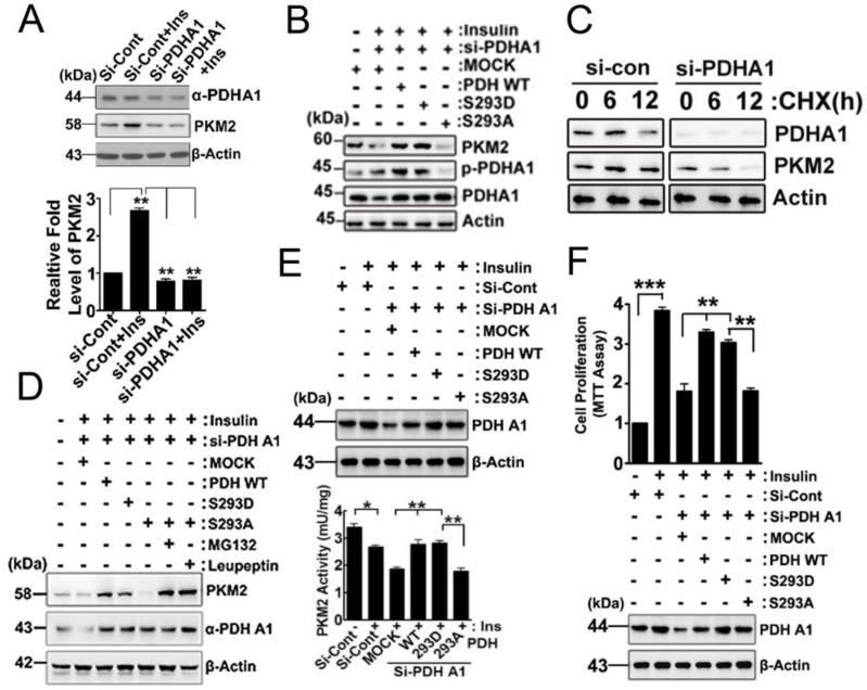 https://cdn.ncbi.nlm.nih.gov/pmc/blobs/2028/10531280/41606d114061/ijms-24-13697-g003.jpg
