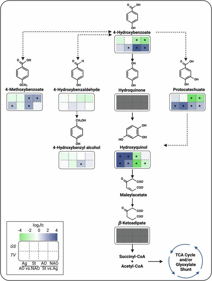 https://cdn.ncbi.nlm.nih.gov/pmc/blobs/2028/11822028/88400a4e1a94/42003_2025_7640_Fig4_HTML.jpg