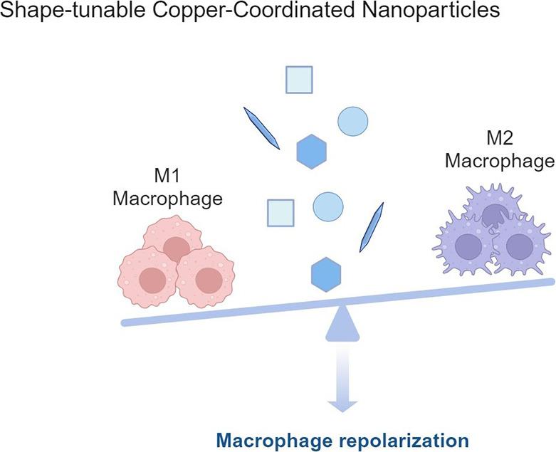 https://cdn.ncbi.nlm.nih.gov/pmc/blobs/202b/11849021/fea10af50bc9/nl4c05999_0006.jpg