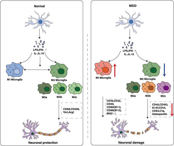 https://cdn.ncbi.nlm.nih.gov/pmc/blobs/202b/12381880/2678aa7d226c/fnbeh-19-1598178-g002.jpg