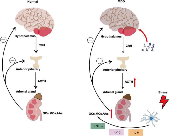 https://cdn.ncbi.nlm.nih.gov/pmc/blobs/202b/12381880/a35afe4aeb07/fnbeh-19-1598178-g003.jpg