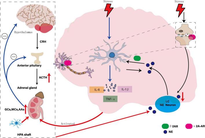 https://cdn.ncbi.nlm.nih.gov/pmc/blobs/202b/12381880/f7d1e6d4563e/fnbeh-19-1598178-g004.jpg