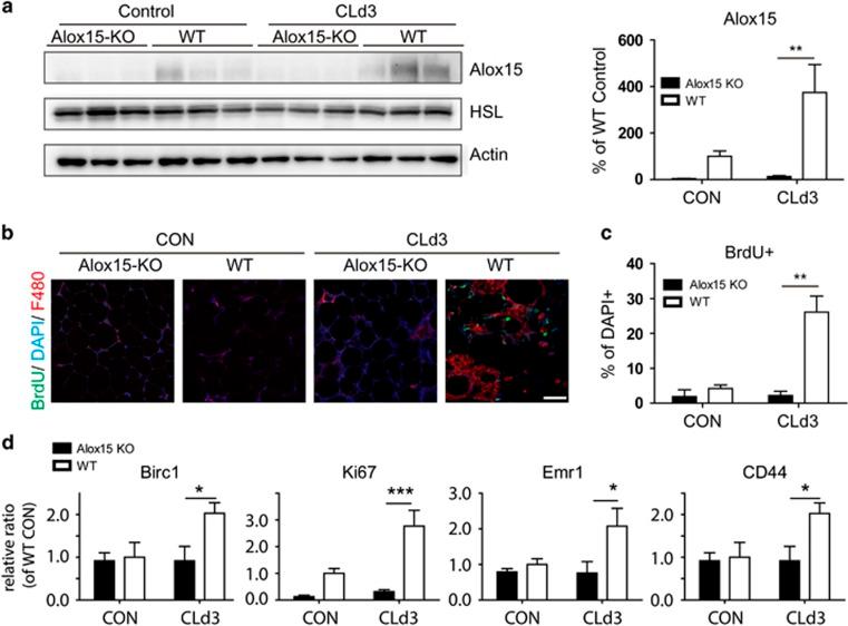 https://cdn.ncbi.nlm.nih.gov/pmc/blobs/202b/5108340/2591ec3b2568/cddis2016190f4.jpg